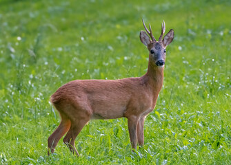 Roe Buck standing