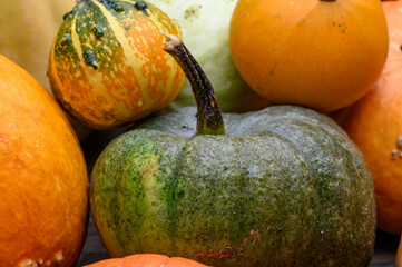 Autumn harvest colorful squashes and pumpkins in different varieties. Wood background.