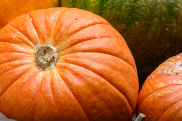 Autumn harvest colorful squashes and pumpkins in different varieties. Wood background.