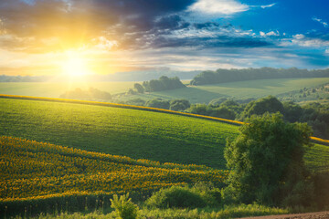 Obraz premium Summer landscape, beautiful sunset over sunflower field