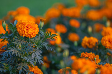 Yellow marigolds close up. Flower bed. Floral background (Tagetes erecta, Mexican marigolds, Aztec marigolds, African marigolds).