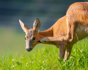 female Roe Deer