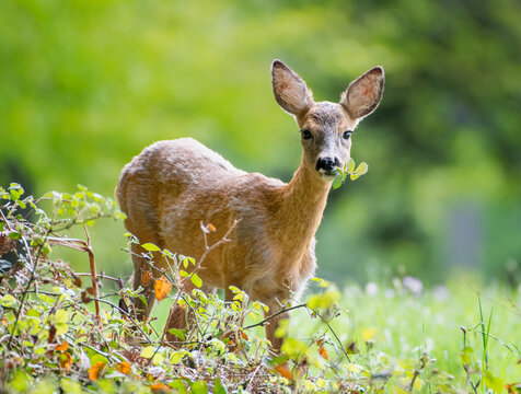female Roe Deer