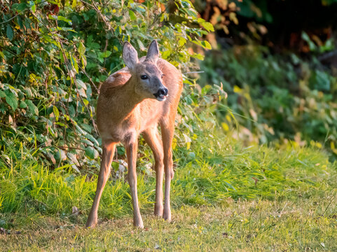 female Roe Deer