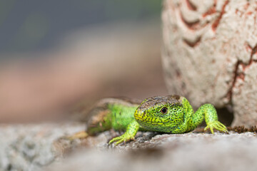 Green lizard on a stone
