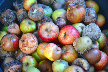 Colorful rotting apples covered by mold
