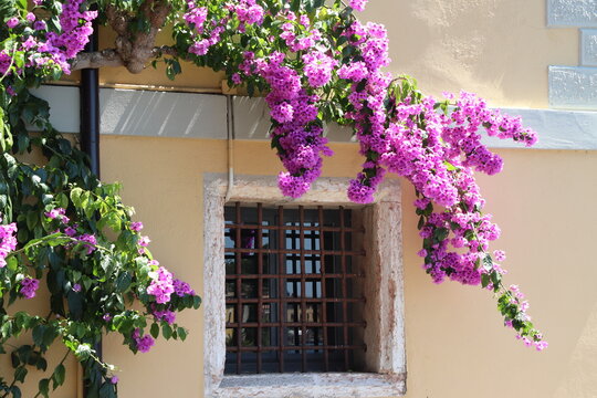 Flower of bougainvillea is a genus of plants of the family nyctaginaceae