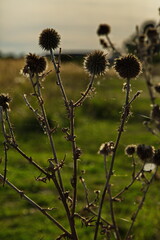 Autumn burdock in the rays of the setting sun.