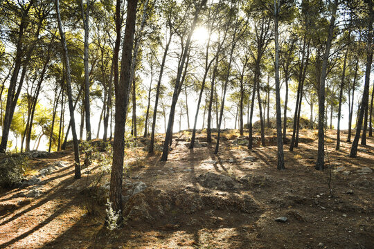 Bosque de pinos en el parque del Morlaco, M&aacute;laga