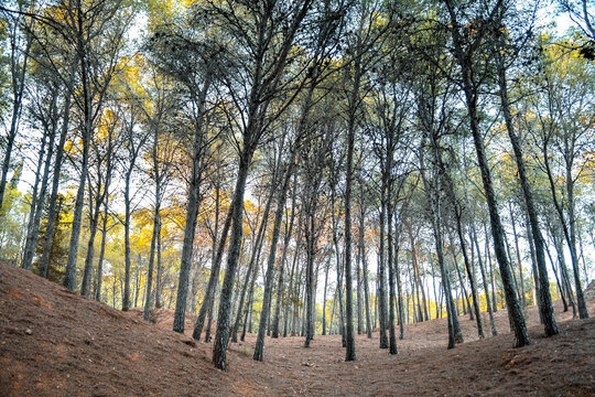 Bosque de pinos en el parque de el Morlaco, M&aacute;laga.