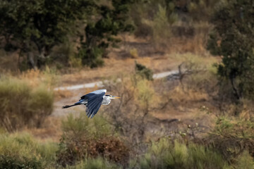 Grey Heron (Ardea cinerea) photographed in flight.