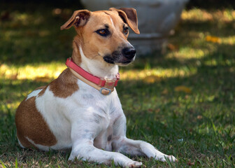 A white and brown spotted female dog watching the movement of the garden. Pink collar. Animal world. Pet lover. Dog lover. Animals defender.