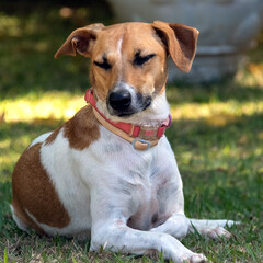 A white and brown spotted female dog sleeping the garden at morning. Pink collar. Animal world. Pet lover. Dog lover. Animals defender.