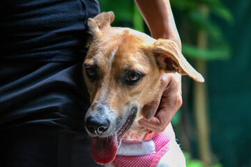 A beautiful female dog happy to be with her owner in quarantine times. Stay at home. Pandemic....
