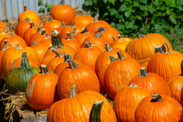 field pumpkins food