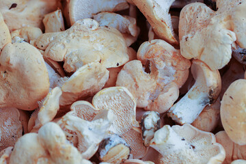 champignons pieds de mouton  © fotoeliane