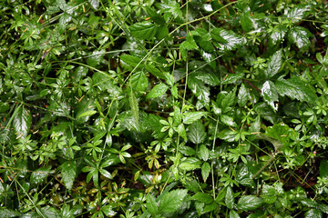 green leaves background