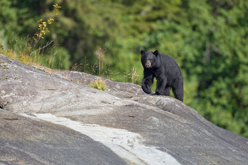 Black Bear along Endicott Arm, Alaska