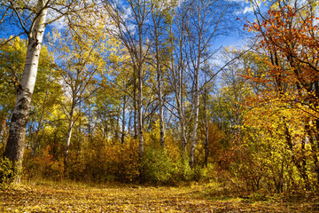 Naklejka premium Beautiful autumn landscape - View of the birch forest near the river Siverskyi Donets, north-east of Ukraine.