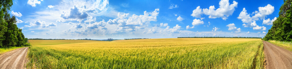 Fototapeta premium Rural landscape, panorama, banner - field of young wheat and country road in the rays of the summer sun