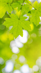 Summer spring landscape, banner - view of the maple leaves on the branch in the deciduous forest on a sunny day, closeup, with space for text