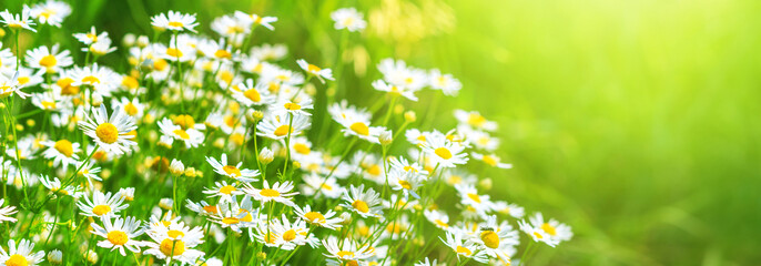 Chamomile flowers (Matricaria recutita), blooming plants in the spring meadow on a sunny day, closeup with space for text