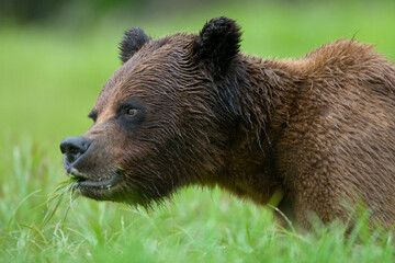Brown Bear, Misty Fiords National Monument, Alaska