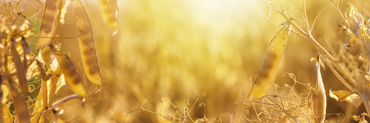 Rural landscape, banner - pea field in the rays of the summer sun, closeup with space for text - obrazy, fototapety, plakaty