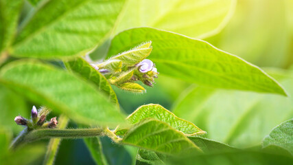 Blooming soybean plant close-up on the background of an agricultural field of soybeans in the rays of the sun. Background with space for text.