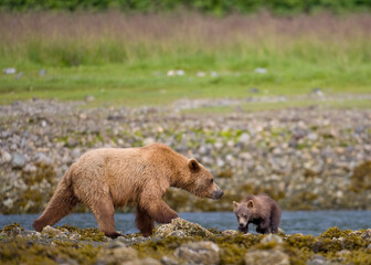 Fototapeta premium Brown Bear along Low Tide Line, Alaska