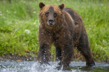 Fototapeta na wymiar Brown Bear along Salmon Stream, Alaska