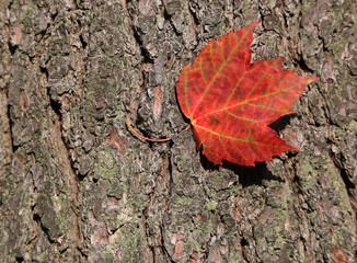 Red ahorn leaf on tree bark background