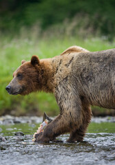 Plakat Brown Bear Fishing in Salmon Stream, Alaska