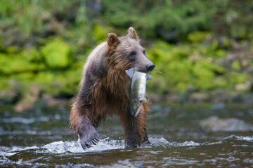 Brown Bear and Sockeye Salmon, Alaska