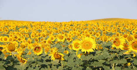 Sunflowers - North Dakota