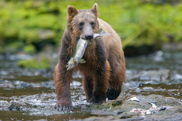 Obraz premium Brown Bear and Sockeye Salmon, Alaska