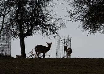 a deer on a meadow