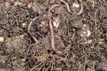 Vermicompost (vermi-compost), Vermicomposting waste and make nutrient-rich 