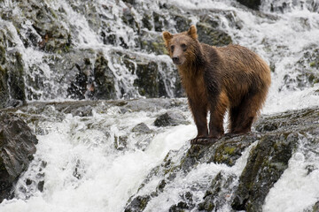 Obraz premium Brown Bear along Pavlof Harbor, Alaska