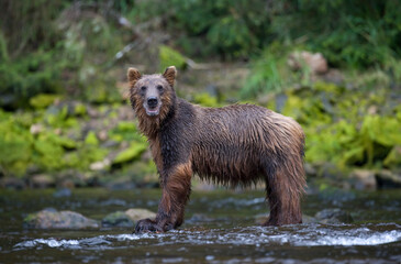 Fototapeta premium Brown Bear along Pavlof Harbor, Alaska