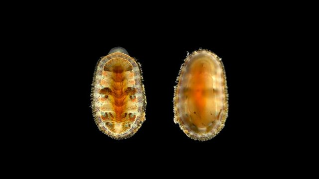 Mollusca Lepidochitona sp. or a common chiton under a microscope, class Polyplacophora, feeds on algae, possibly bryozoans. Found on rocks, boulders, or in rock crevices. Black Sea
