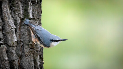 Nuthatch ordinary, sitta europaea , sitting on a pine trunk, close-up