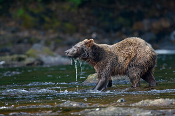 Fototapeta premium Brown Bear along Freshwater Bay, Alaska