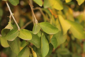 macro leaf