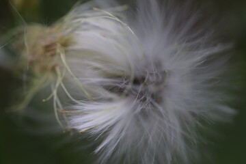 dandelion seed head