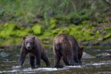 Obraz na płótnie Canvas Brown Bears Along Freshwater Bay, Alaska