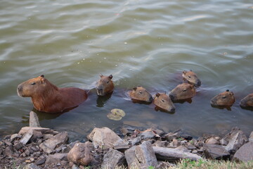 capybaras 