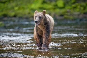 Fototapeta premium Brown Bear Fishing Along Freshwater Bay, Alaska