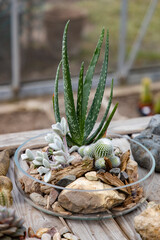 Beautiful composition with succulents and stones in a glass dish on a wooden table