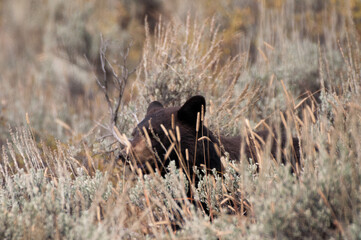 Black bear sitting in the grass in Northern Wyoming